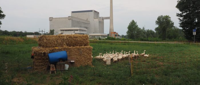 Eine Gänseschar vor dem legendären, nie in Betrieb genommenen Kernkraftwerk Zwentendorf an der Donau